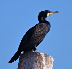 Phalacrocorax carbo