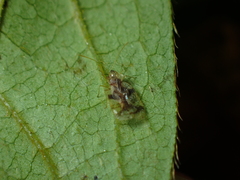 Stephanitis pyrioides