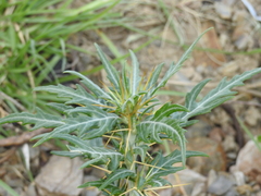Xanthium spinosum