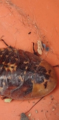 Blaberinae