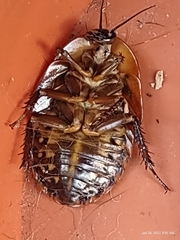 Blaberinae