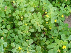 Medicago doliata