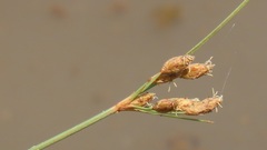 Fimbristylis bivalvis