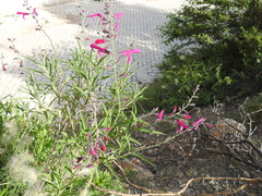 Salvia orbignaei