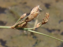 Fimbristylis bivalvis