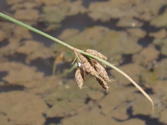 Fimbristylis bivalvis