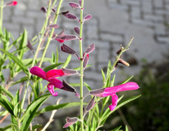 Salvia orbignaei