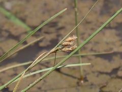 Fimbristylis bivalvis