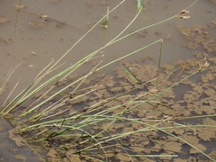 Fimbristylis bivalvis