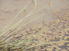 Fimbristylis bivalvis