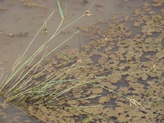 Fimbristylis bivalvis