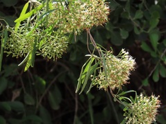 Nuxia oppositifolia