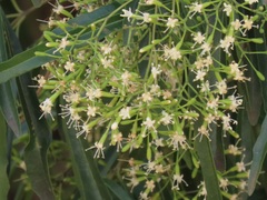 Nuxia oppositifolia