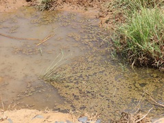 Fimbristylis bivalvis