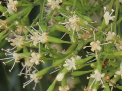 Nuxia oppositifolia