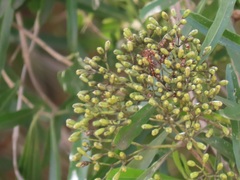 Nuxia oppositifolia