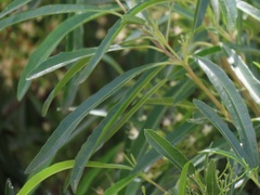 Nuxia oppositifolia