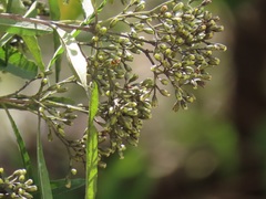 Nuxia oppositifolia