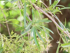 Nuxia oppositifolia