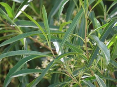 Nuxia oppositifolia