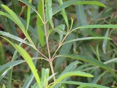 Nuxia oppositifolia