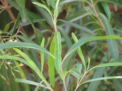 Nuxia oppositifolia
