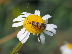 Nemophora pfeifferella