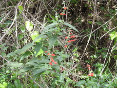 Salvia haenkei