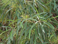 Nuxia oppositifolia
