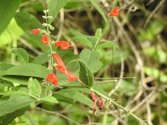 Salvia haenkei