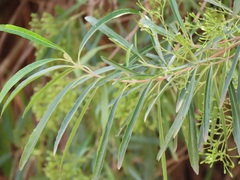 Nuxia oppositifolia