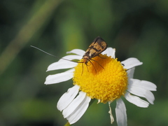 Nemophora pfeifferella