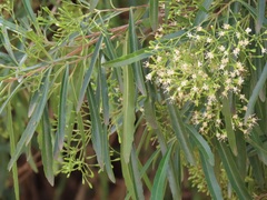 Nuxia oppositifolia