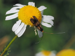 Nemophora pfeifferella