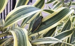 Psiloptera olivieri
