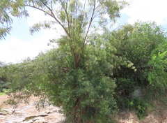 Nuxia oppositifolia