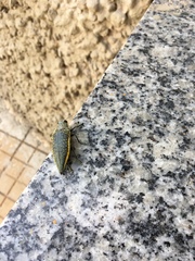 Psiloptera olivieri