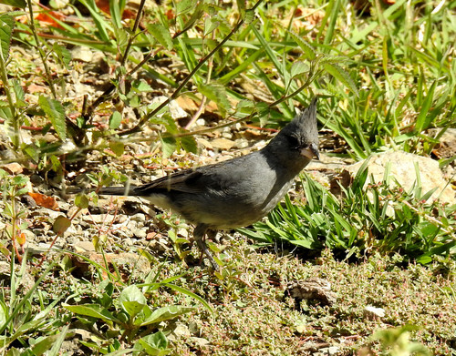 Grey-crested Finch (Lophospingus griseocristatus), photo 5
