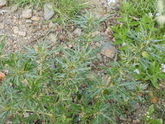 Xanthium spinosum