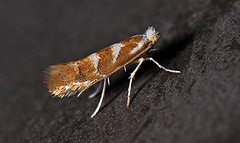Phyllonorycter occitanica