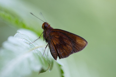 Miltomiges cinnamomea