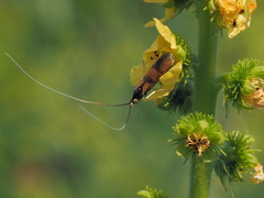 Nemophora pfeifferella