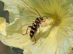 Plagionotus bobelayei