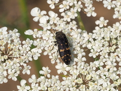 Acmaeoderella flavofasciata flavofasciata