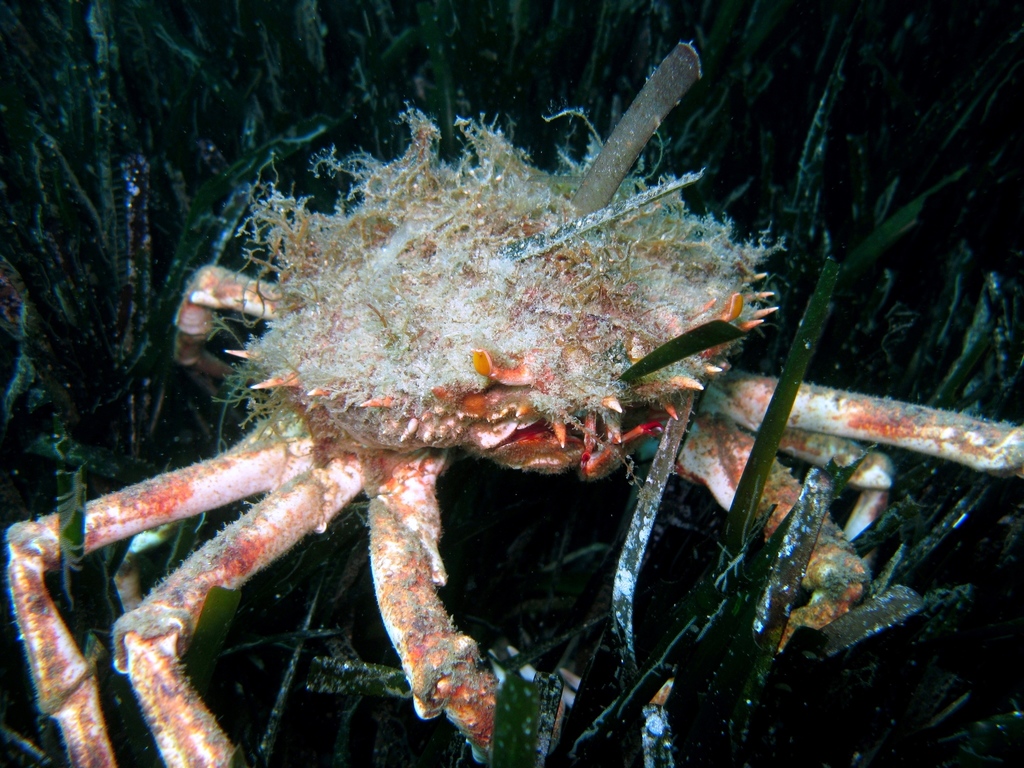 Photo of Common spider crab (Maja squinado)