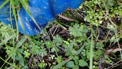 Hydrocotyle dissecta