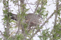 Streptopelia decaocto