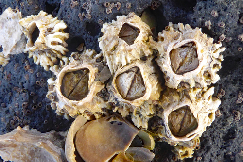 Epopella plicata