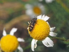Acmaeoderella flavofasciata flavofasciata