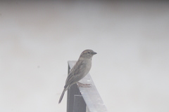 Passer domesticus